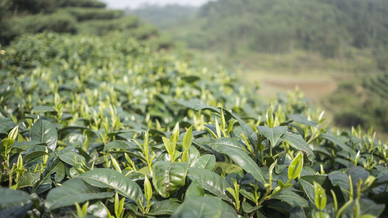 愿云茶叶茶籽油